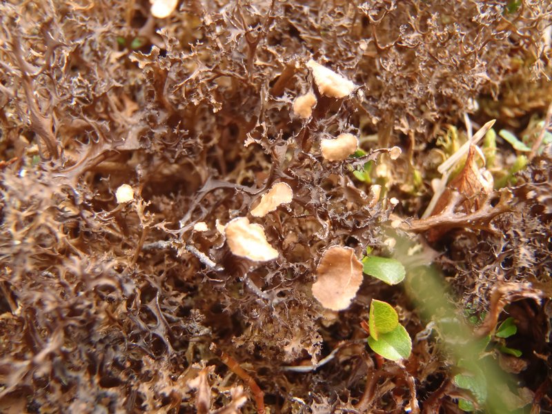 Cetraria delisei