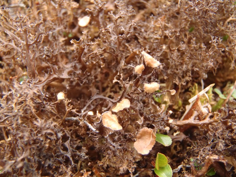 Cetraria delisei