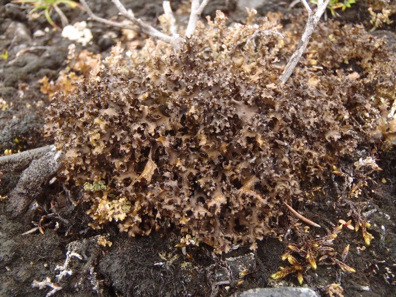 Cetraria fastigiata