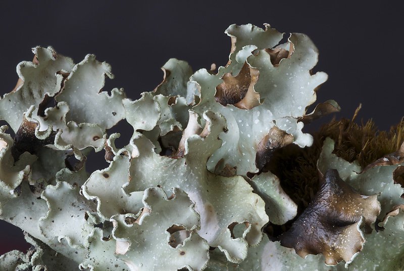 Cetrelia cetrarioides