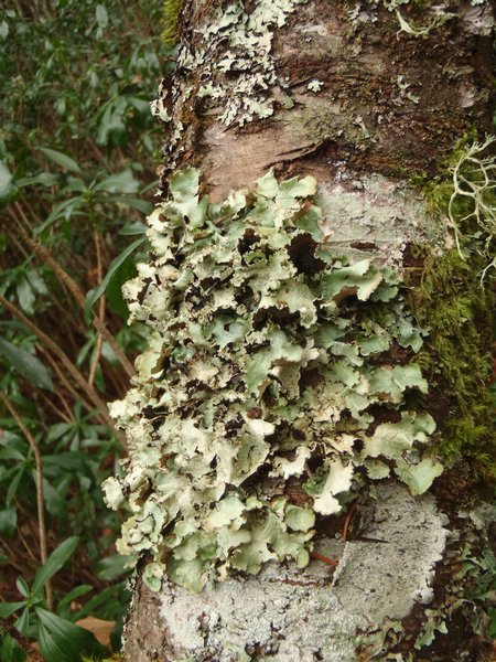 Cetrelia cetrarioides