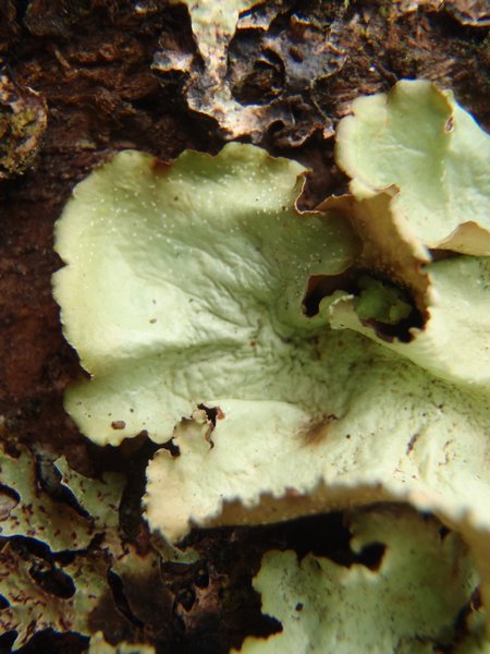 Cetrelia cetrarioides