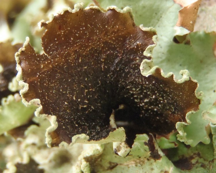 Cetrelia cetrarioides