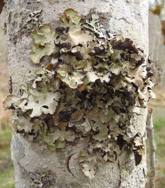 Cetrelia cetrarioides