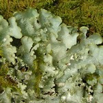 Cetrelia chicitae