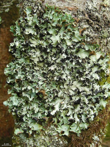 Cetrelia olivetorum