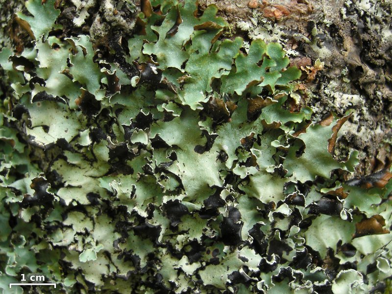 Cetrelia olivetorum
