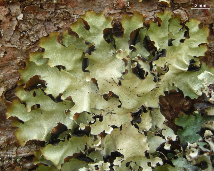 Cetrelia olivetorum