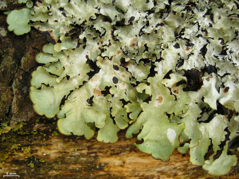 Cetrelia olivetorum