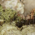 Chaenotheca balsamconensis