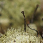 Chaenotheca balsamconensis