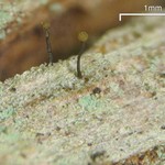 Chaenotheca brunneola