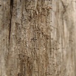 Chaenotheca brunneola