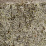 Chaenotheca chlorella