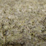 Chaenotheca chlorella
