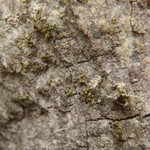 Chaenotheca chrysocephala