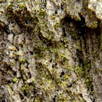 Chaenotheca chrysocephala