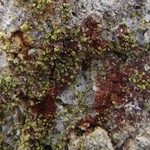 Chaenotheca chrysocephala