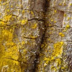 Chaenotheca cinerea
