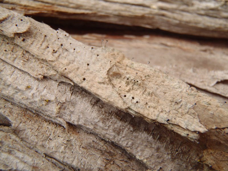 Chaenotheca cinerea