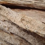 Chaenotheca cinerea