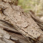 Chaenotheca cinerea