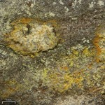 Chaenotheca ferruginea