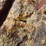 Chaenotheca ferruginea