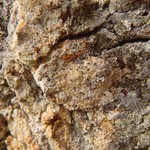 Chaenotheca ferruginea