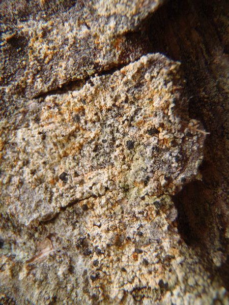 Chaenotheca ferruginea