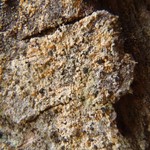 Chaenotheca ferruginea