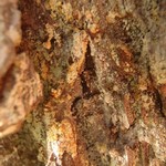 Chaenotheca ferruginea