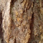 Chaenotheca ferruginea