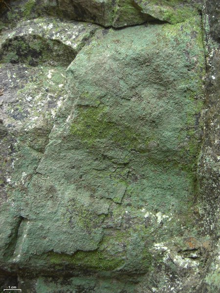 Chaenotheca furfuracea