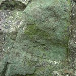 Chaenotheca furfuracea