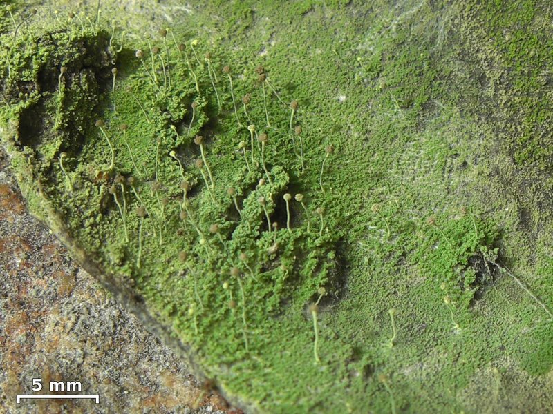 Chaenotheca furfuracea
