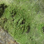 Chaenotheca furfuracea