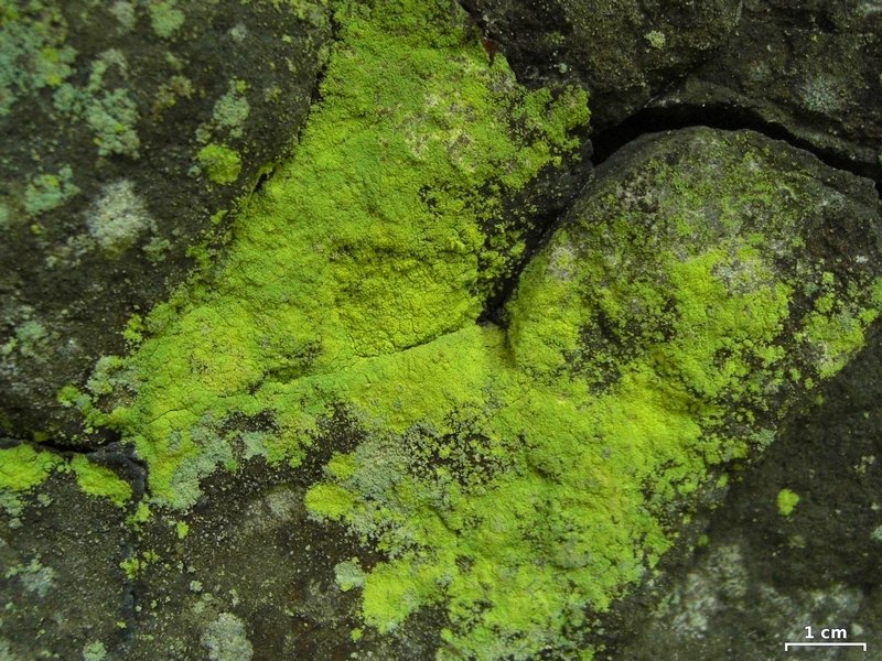 Chaenotheca furfuracea