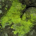 Chaenotheca furfuracea