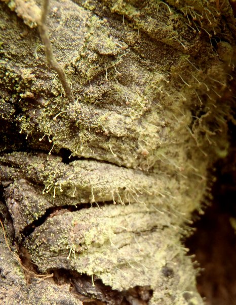 Chaenotheca furfuracea