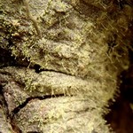 Chaenotheca furfuracea