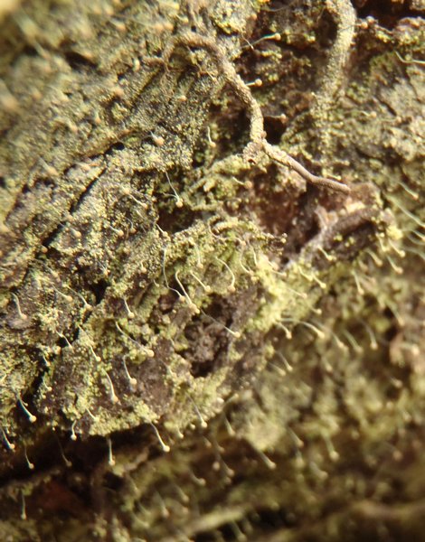 Chaenotheca furfuracea
