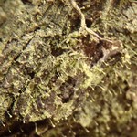 Chaenotheca furfuracea