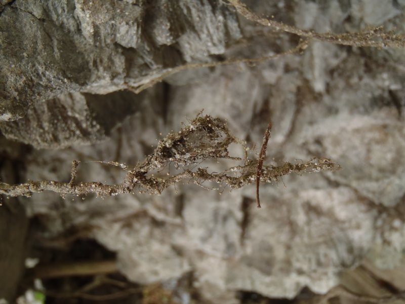 Chaenotheca gracilenta