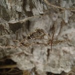 Chaenotheca gracilenta