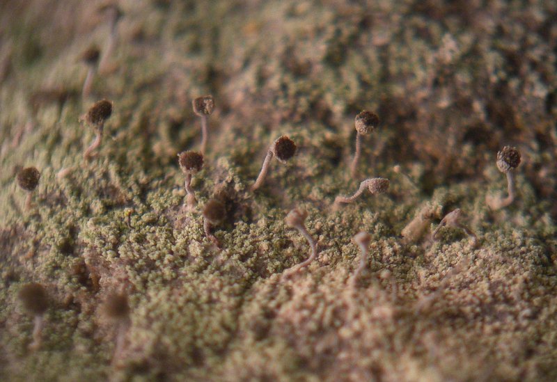 Chaenotheca gracilenta