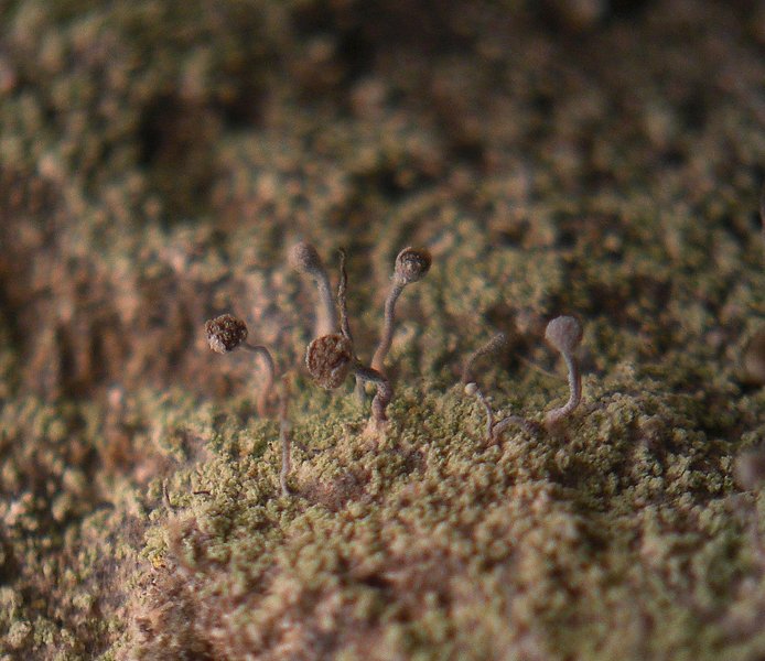 Chaenotheca gracilenta