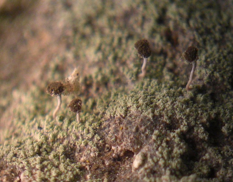 Chaenotheca gracilenta