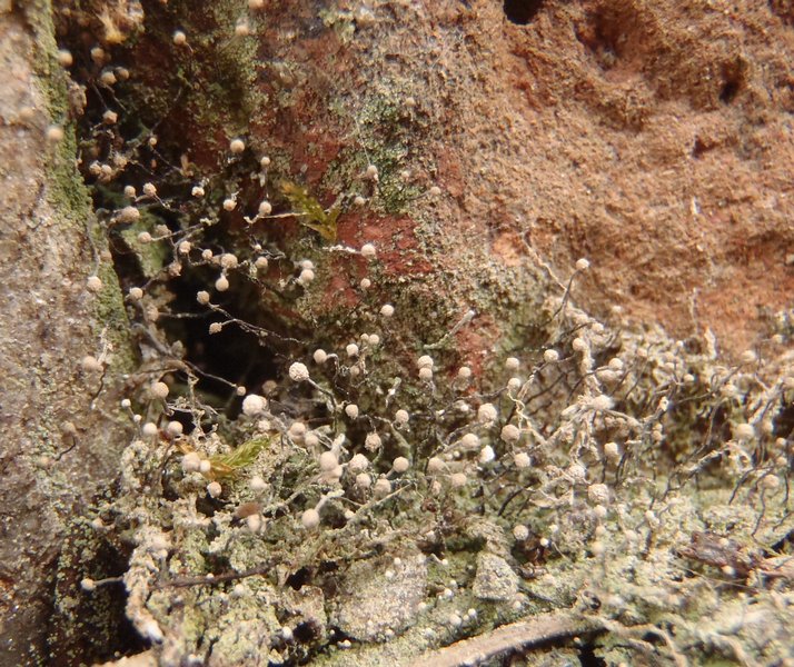 Chaenotheca gracilenta