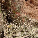 Chaenotheca gracilenta